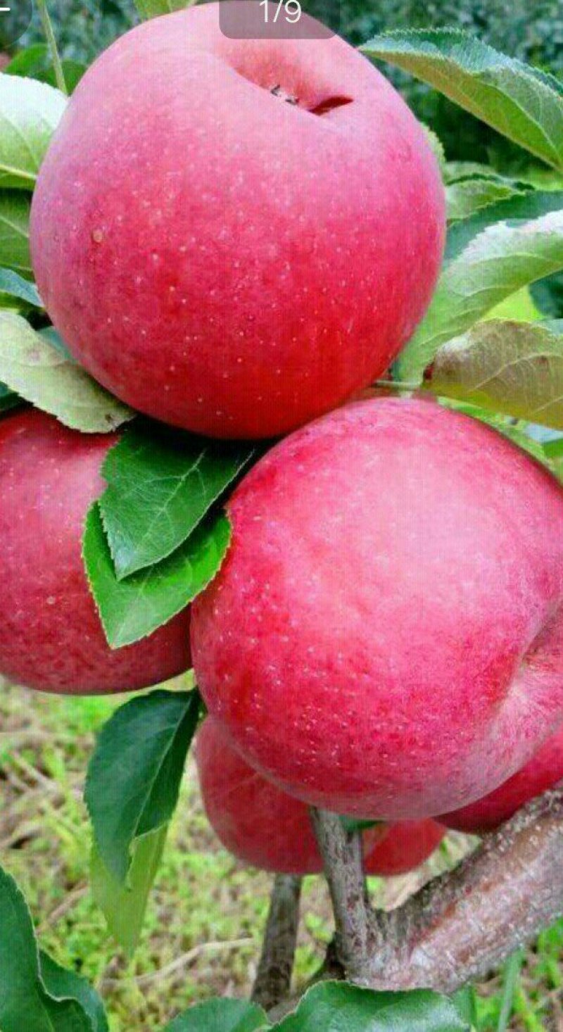 糖心苹果🍎