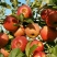 糖心苹果🍎