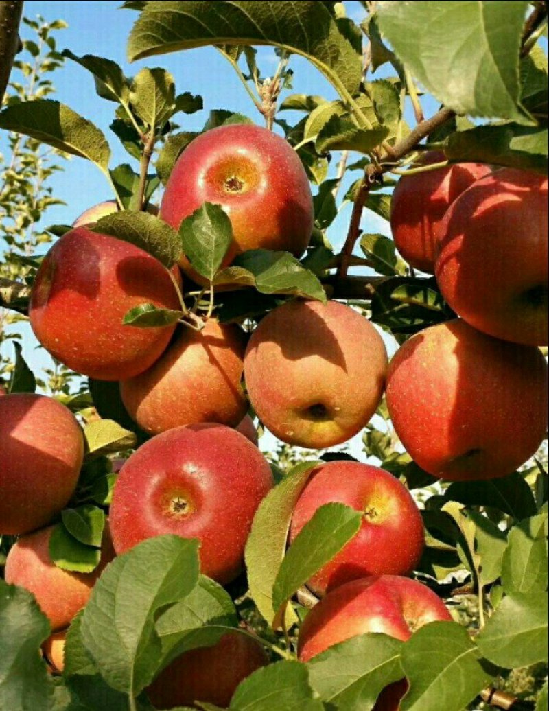 糖心苹果🍎