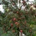 糖心苹果🍎