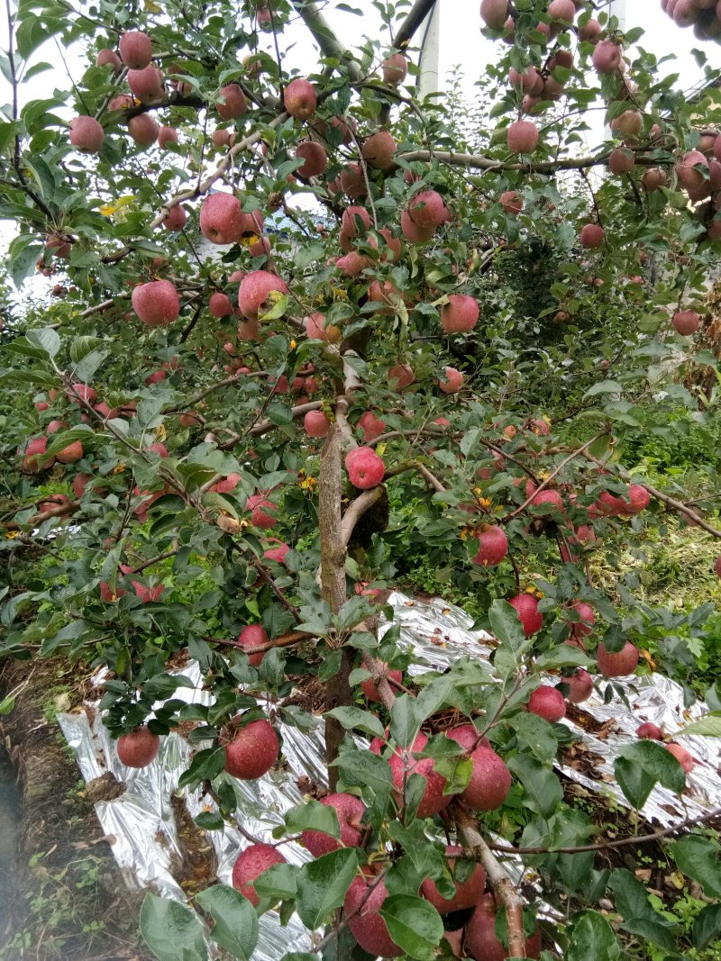 糖心苹果🍎