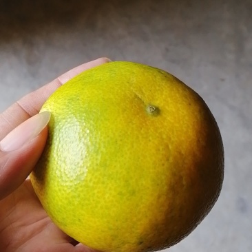 下架爱媛，水果皇后，水份充足，纯甜