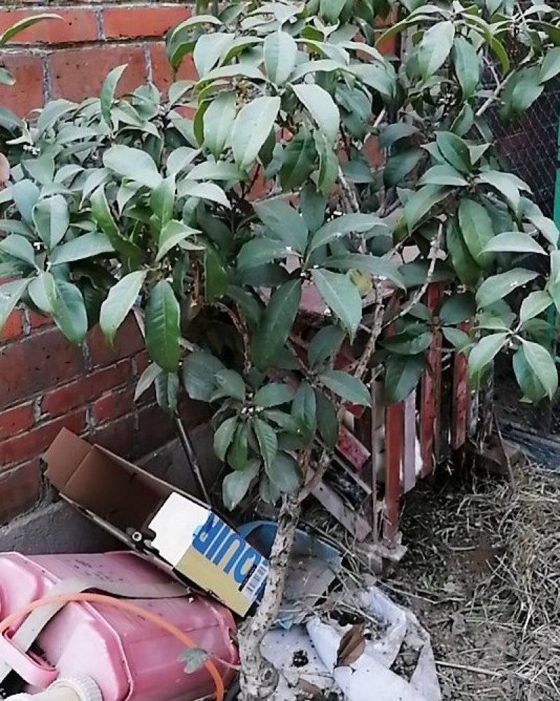 出售流苏树嫁接的八月桂花，四季桂金桂丹桂盆栽