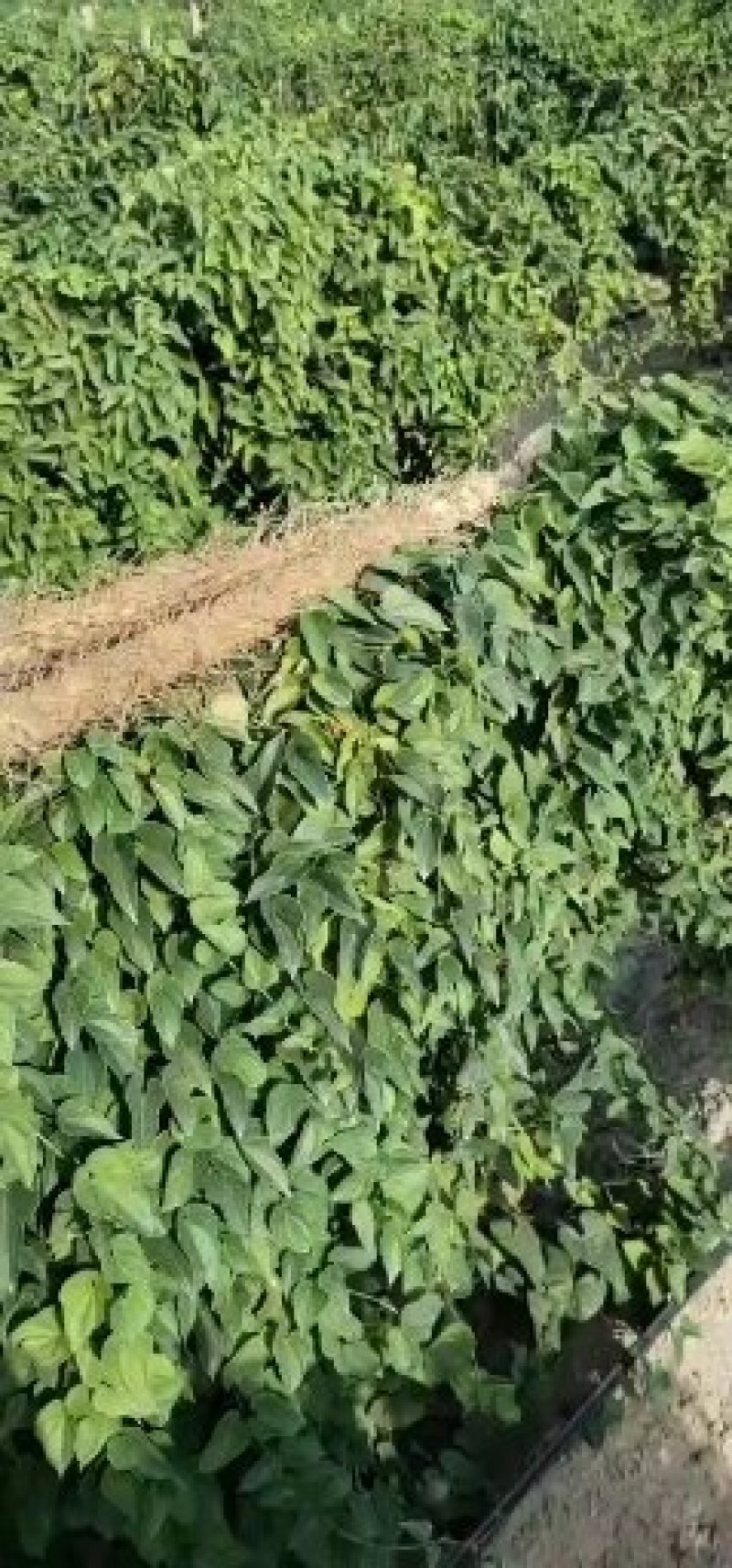 铁杆山药