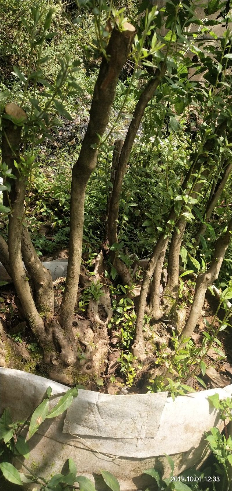 映山红树桩，大小，生熟货都有。