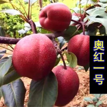 早酥红梨包成活全程植种技术指导包品种，包邮，两证一签！