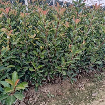 自产自销精品红叶石楠，成活率高，存货量大欢迎选购