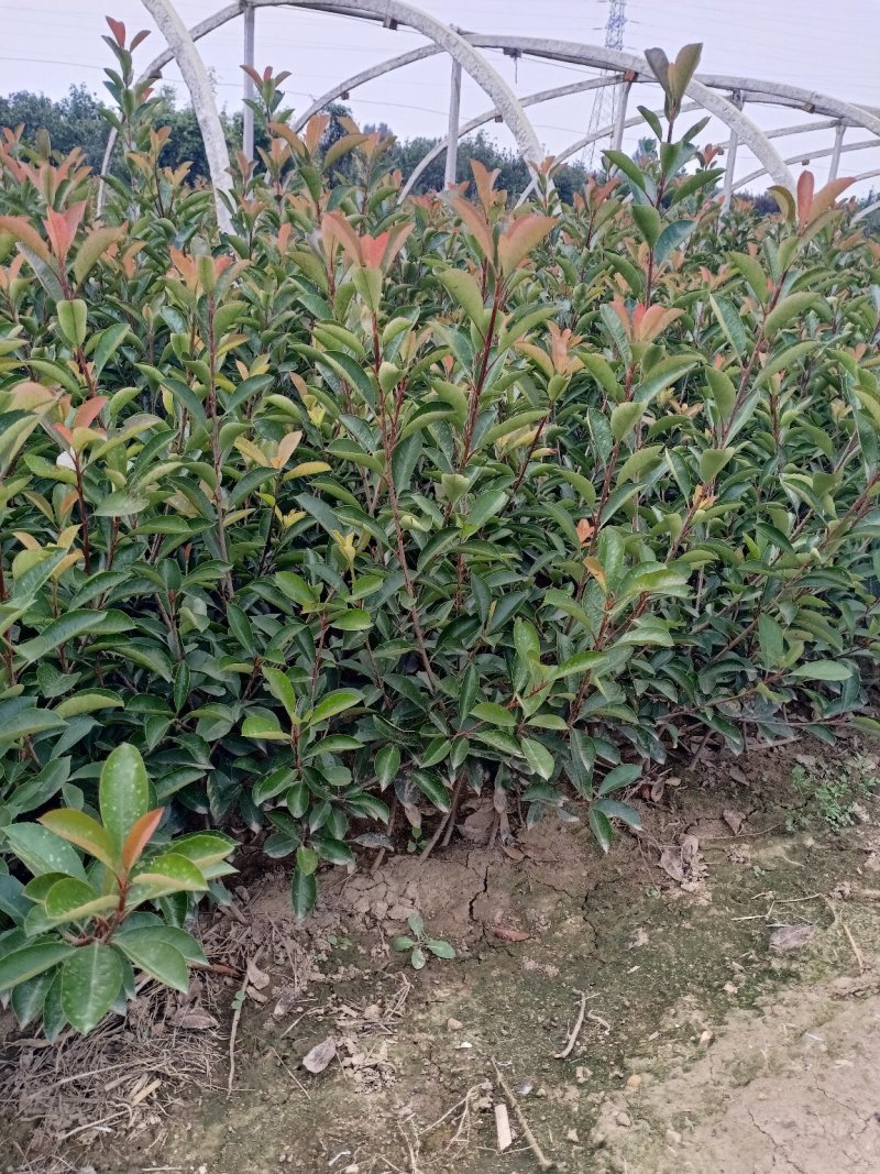 自产自销精品红叶石楠，成活率高，存货量大欢迎选购