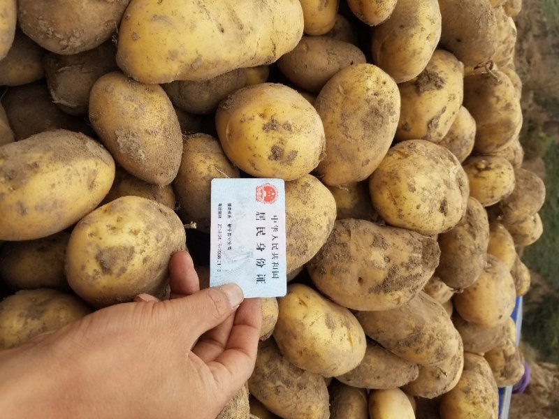 洋芋陇7号黄心无青头，耐贮存，从放时间长，涵淀粉量高，，