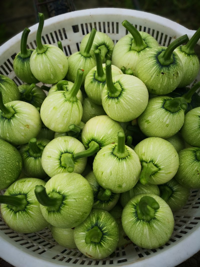 鲜嫩小南瓜🎃