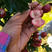 超金星山楂苗品种纯正，口感清脆，包成活，包品种，包邮，