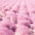 粉黛乱子草种子网红草粉色花种籽子毛芒多年生花种子景观花海