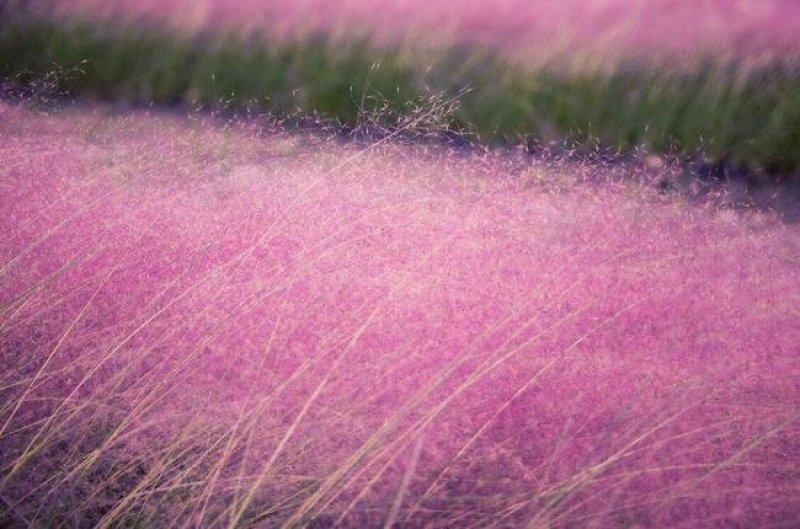 粉黛乱子草种子网红草粉色花种籽子毛芒多年生花种子景观花海