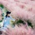 粉黛乱子草种子网红草粉色花种籽子毛芒多年生花种子景观花海