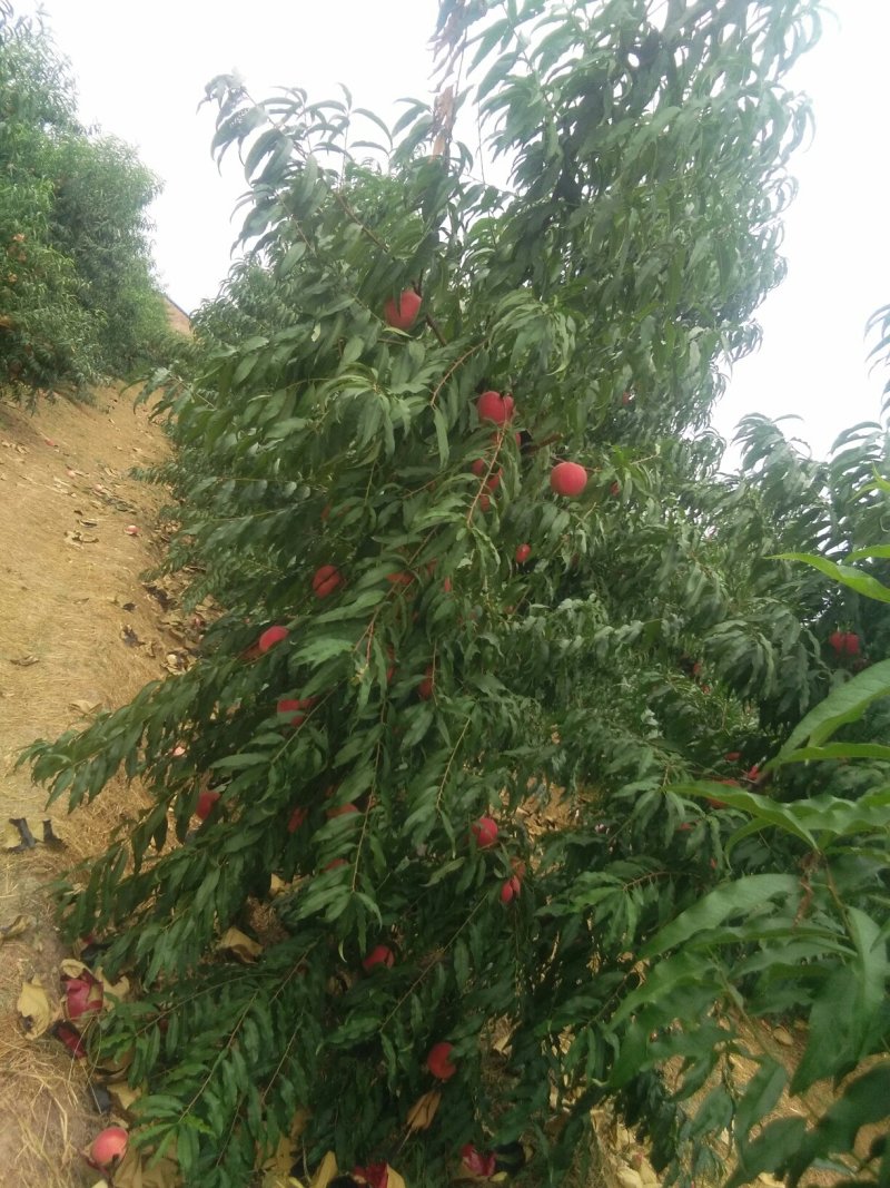 晚熟映霜红，量大，冬天大山上的东西，不吃你别后悔奥。