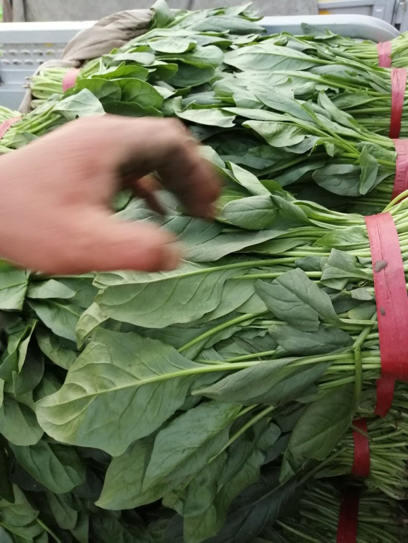 精品大叶菠菜大量上市中，质量优良，按需加工，原产地直发。