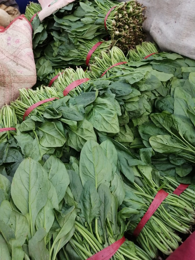 精品大叶菠菜大量上市中，质量优良，按需加工，原产地直发。