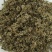黄芫花，芫花蕾，道地药材，质优价实，品质保证，药典标准一