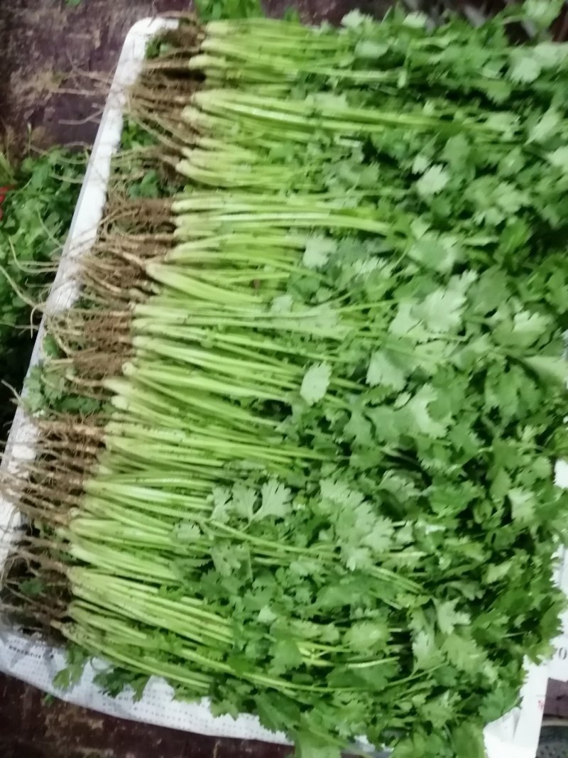 大叶香菜25~30，30一40厘米，中棵，粗棵。