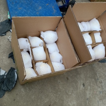 雪花梨【一件代发】精品雪花梨产地直销支持电商合作