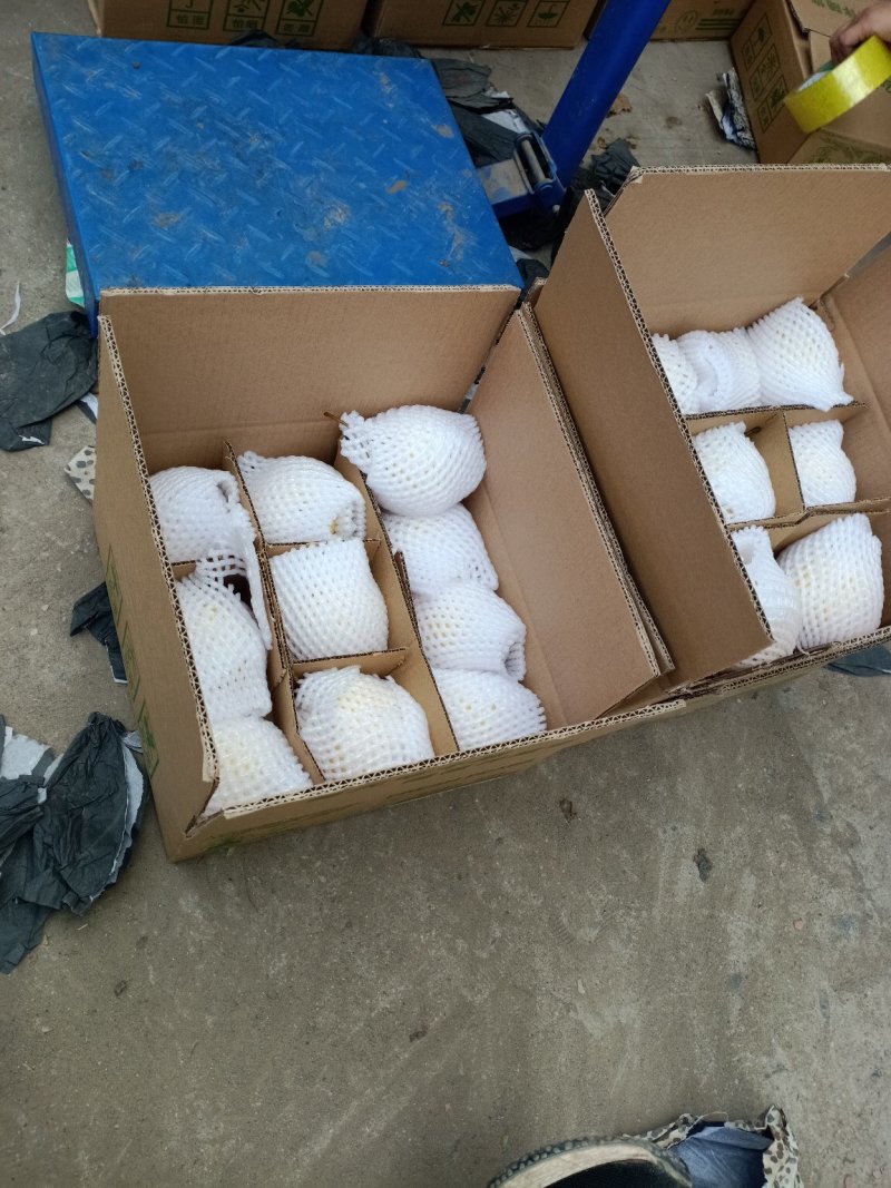 雪花梨【一件代发】精品雪花梨产地直销支持电商合作
