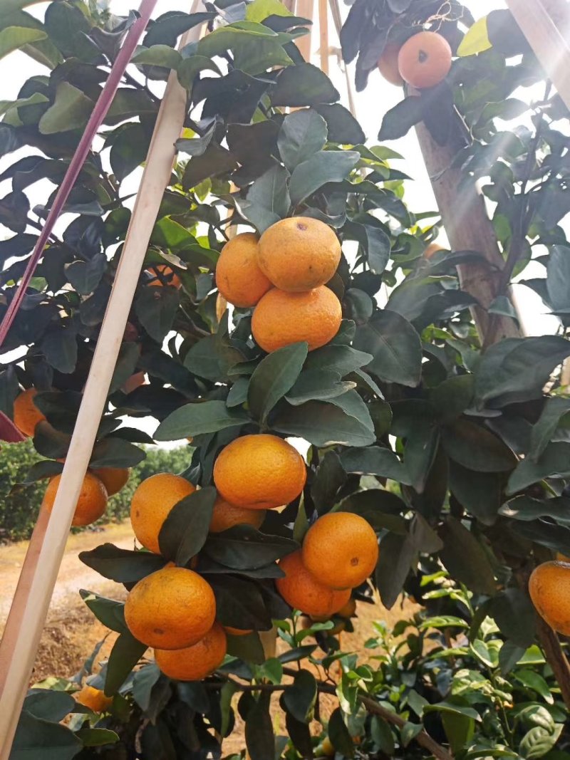 金秋沙糖橘准备上市！