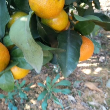 金秋沙糖橘准备上市！