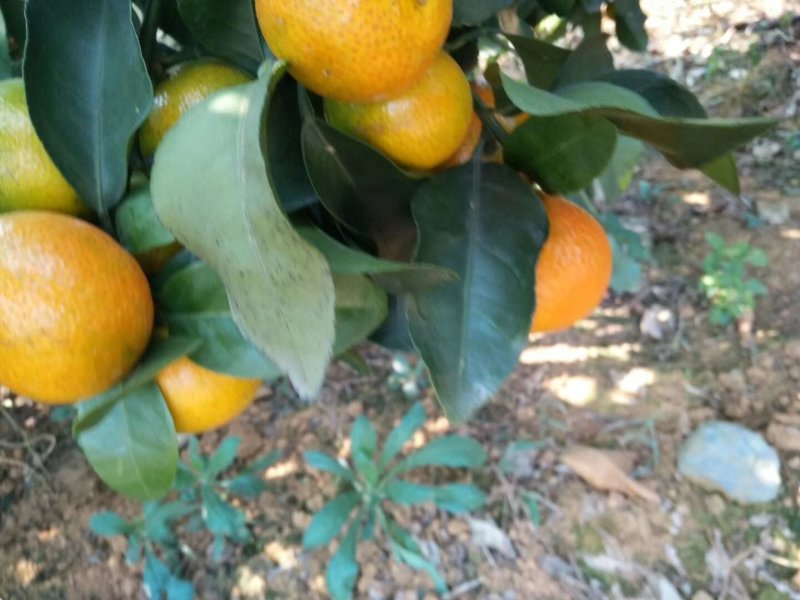金秋沙糖橘准备上市！