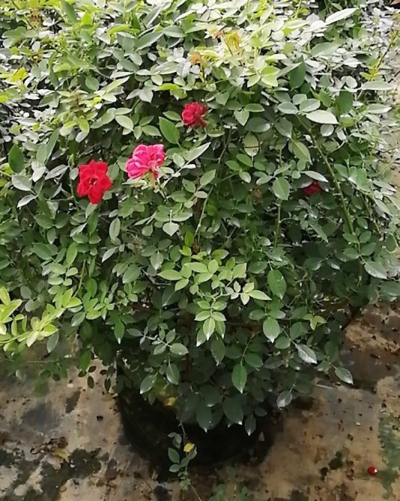 成品月季花球，滕彩虹，小女孩
