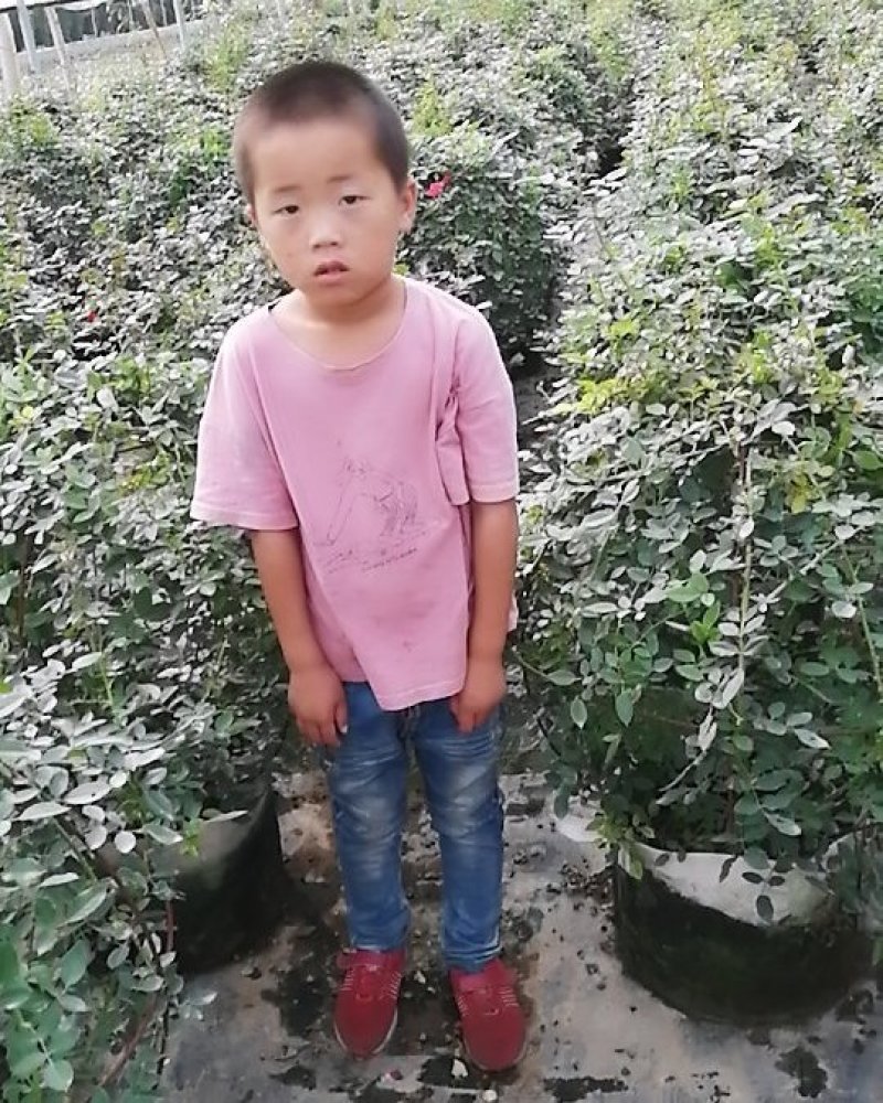 成品月季花球，滕彩虹，小女孩