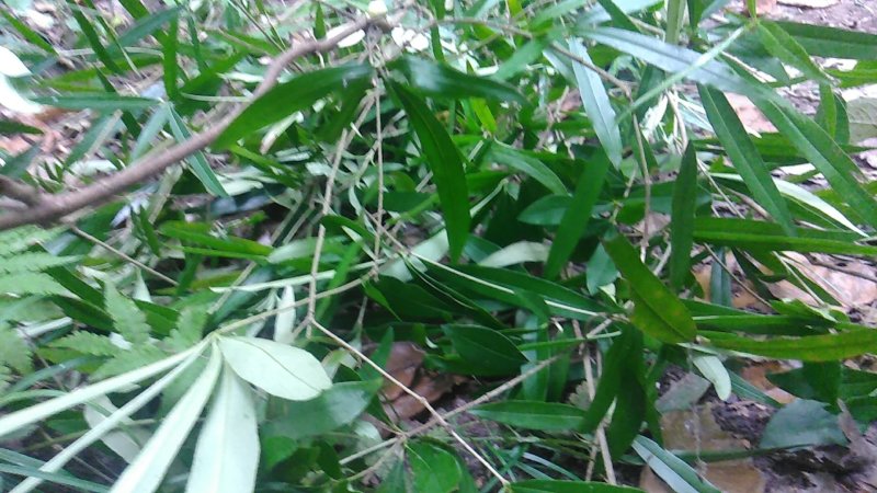 中药材横经席500克跌打将军梳篦木碎骨莲野生中草药包邮