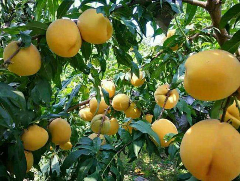 黄金蜜桃树苗包成活包结果提供技术指导，死棵补发。