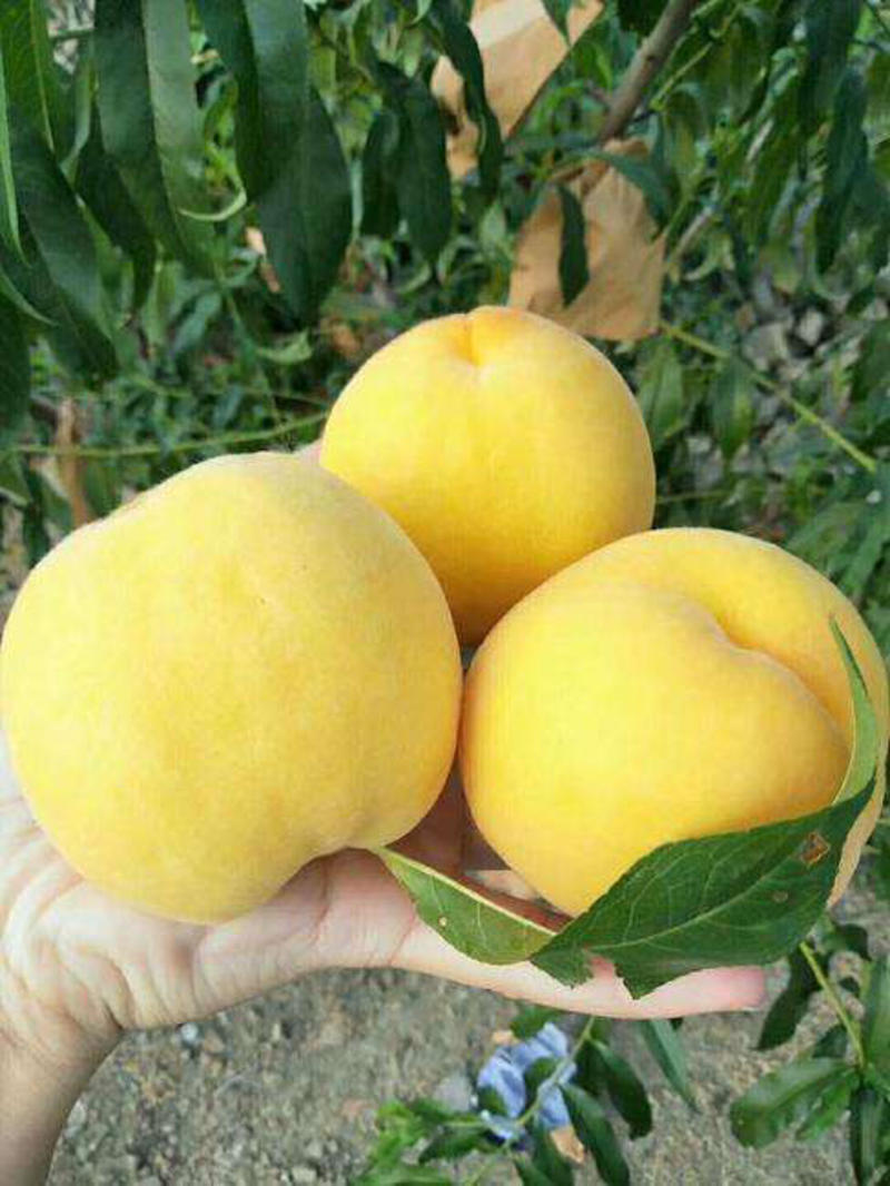 黄金蜜桃树苗包成活包结果提供技术指导，死棵补发。