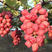 浪漫红颜葡萄苗当年挂果，死苗免费补发，包品种，包邮！