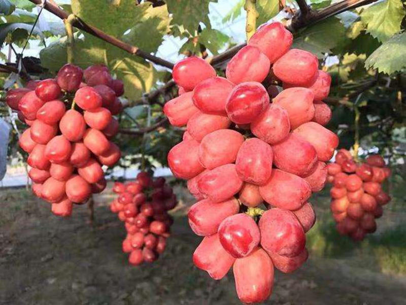 浪漫红颜葡萄苗当年挂果，死苗免费补发，包品种，包邮！
