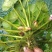 【包邮】菱角种子高产青菱角净化池塘高产菱角种红菱角种