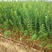 突尼斯软籽石榴种苗，水果苗抗寒耐旱，包证品质可签合同