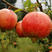 突尼斯软籽石榴种苗，水果苗抗寒耐旱，包证品质可签合同