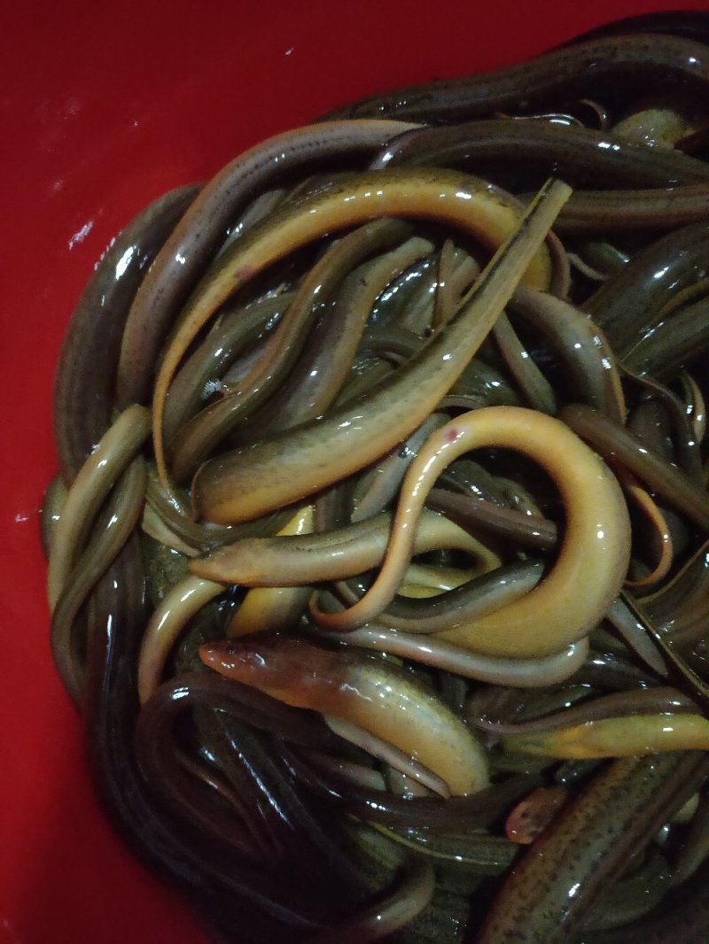 常年供应野生鳝鱼泥鳅鲫鱼绝对保证纯野生假一赔百