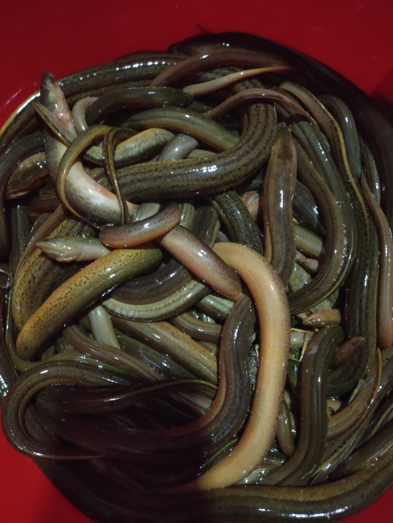 常年供应野生鳝鱼泥鳅鲫鱼绝对保证纯野生假一赔百