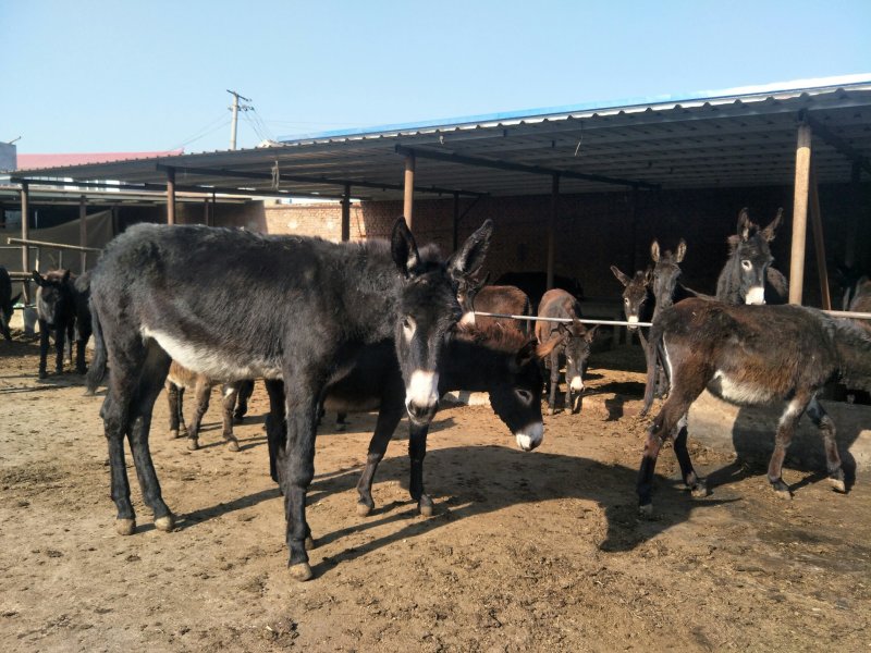 活驴处理