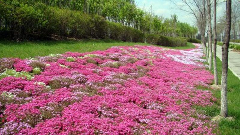 福禄考种子多年生宿根花种子芝樱花品种室外景观花种籽