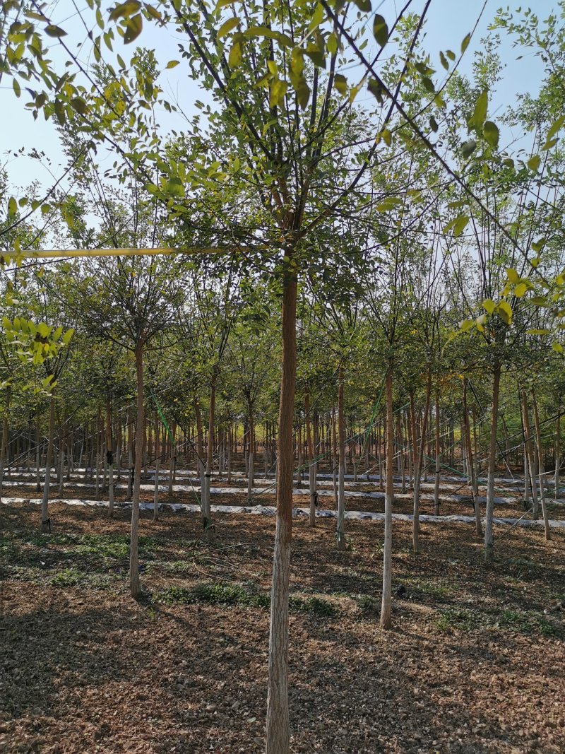 河北省保定市火炬树怎么管理，能长多粗，有什么效益！