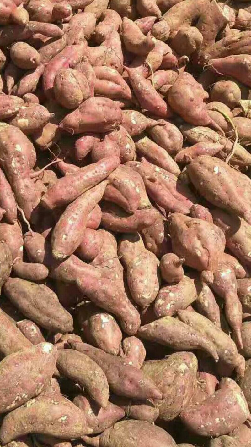 河南周口白心商品打粉红薯陆续大量上市求合作