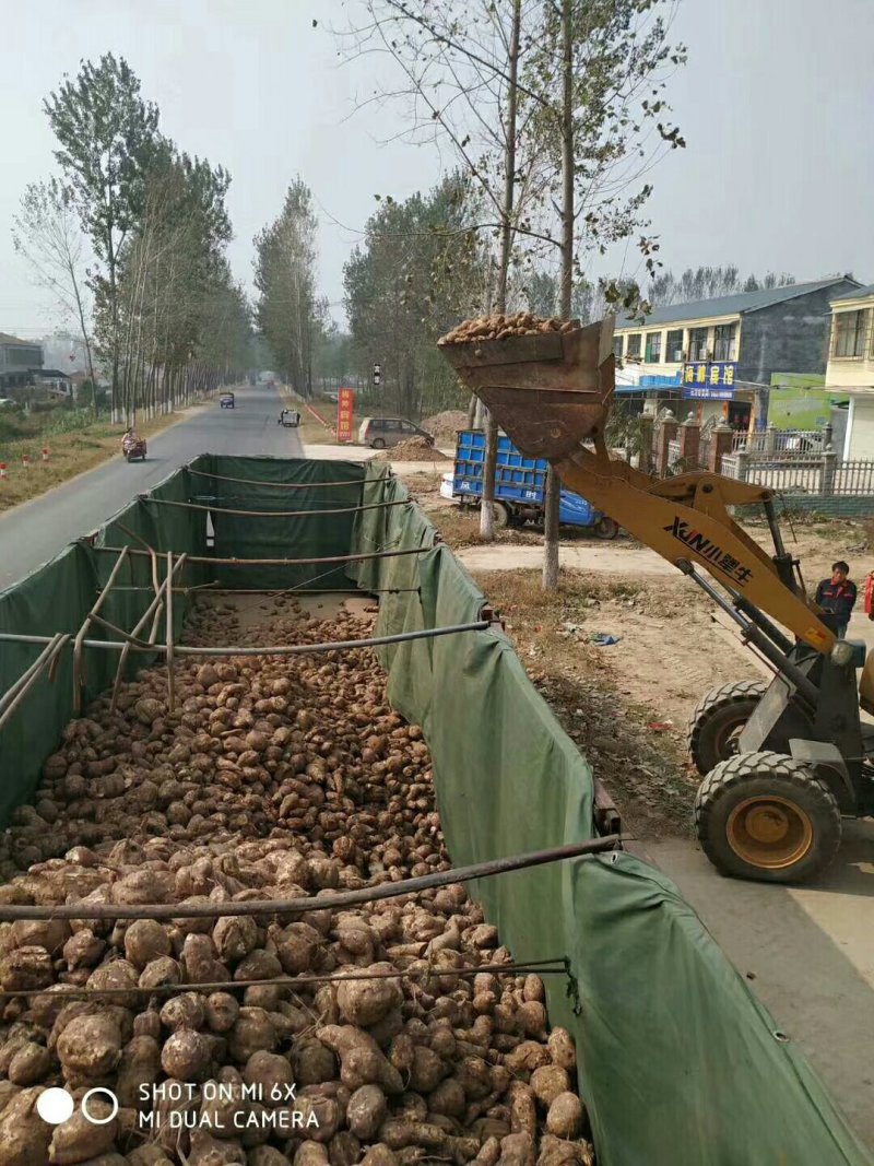 河南周口白心商品打粉红薯陆续大量上市求合作