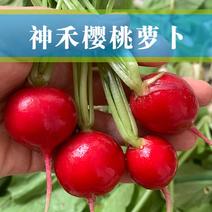 神禾种业樱桃萝卜种子水果萝卜蔬菜种子四季播蔬果种籽萝卜