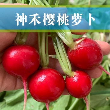 神禾种业樱桃萝卜种子水果萝卜蔬菜种子四季播蔬果种籽萝卜