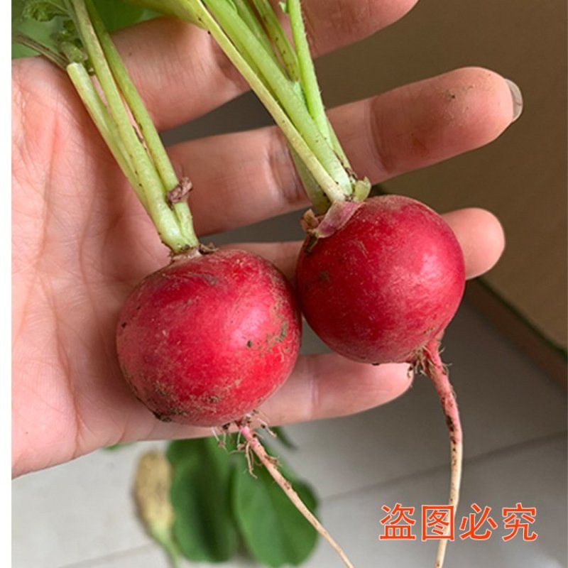 神禾种业樱桃萝卜种子水果萝卜蔬菜种子四季播蔬果种籽萝卜