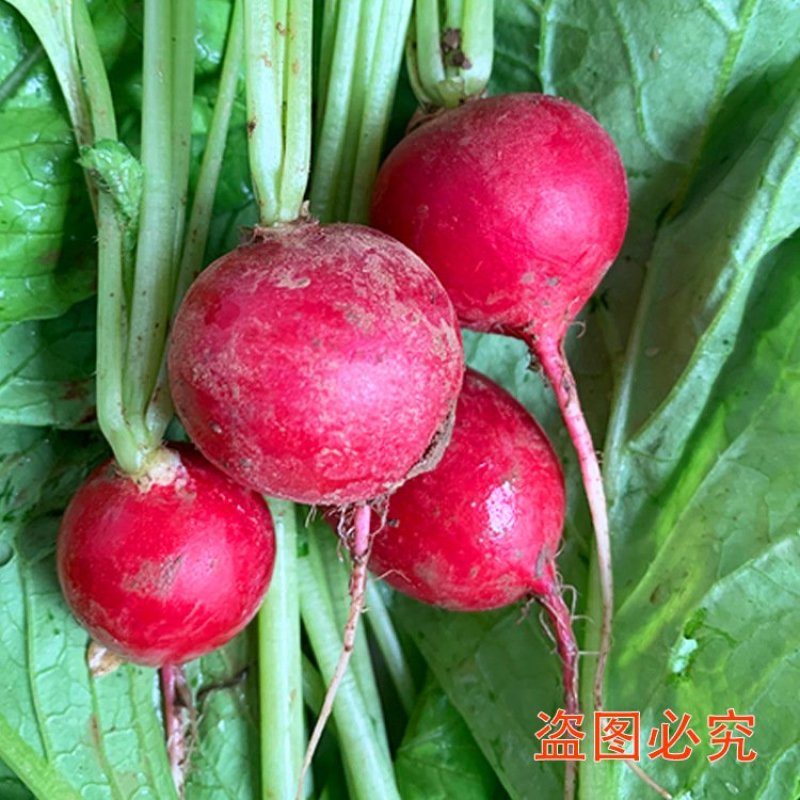 神禾种业樱桃萝卜种子水果萝卜蔬菜种子四季播蔬果种籽萝卜
