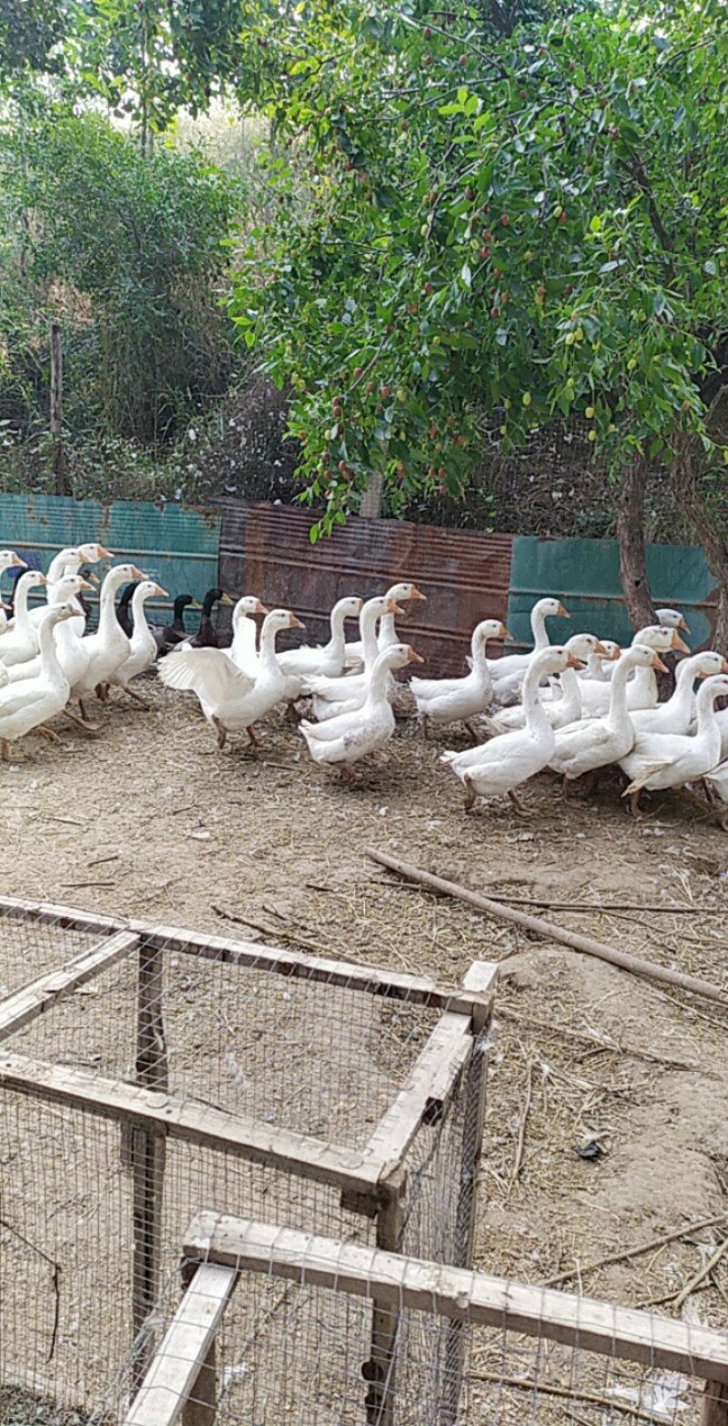 大鹅现杀，新鲜大鹅！！！